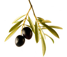 aceitunas, olivas